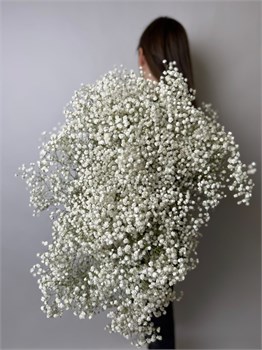 Гипсофила 25 шт 10032 - фото 182
