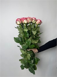 Роза Джумилия 60см 15шт 10021