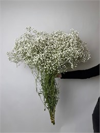 Гипсофила 25 шт 10032