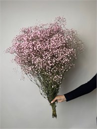 Гипсофила 25 шт 10033