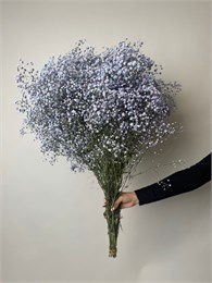 Гипсофила 25 шт 10034