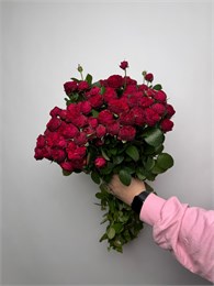 Кустовая роза Марун 10 шт 10010