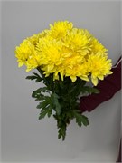 Хризантема кустовая жёлтая 5 шт 10044