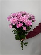 Хризантема кустовая розовая 5 шт 10045