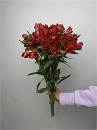 Альстромерия 10 шт 10016