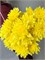 Хризантема кустовая жёлтая 5 шт 10044