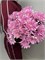 Хризантема кустовая розовая 5 шт 10045