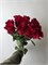 Роза Эквадор 15 шт 10054